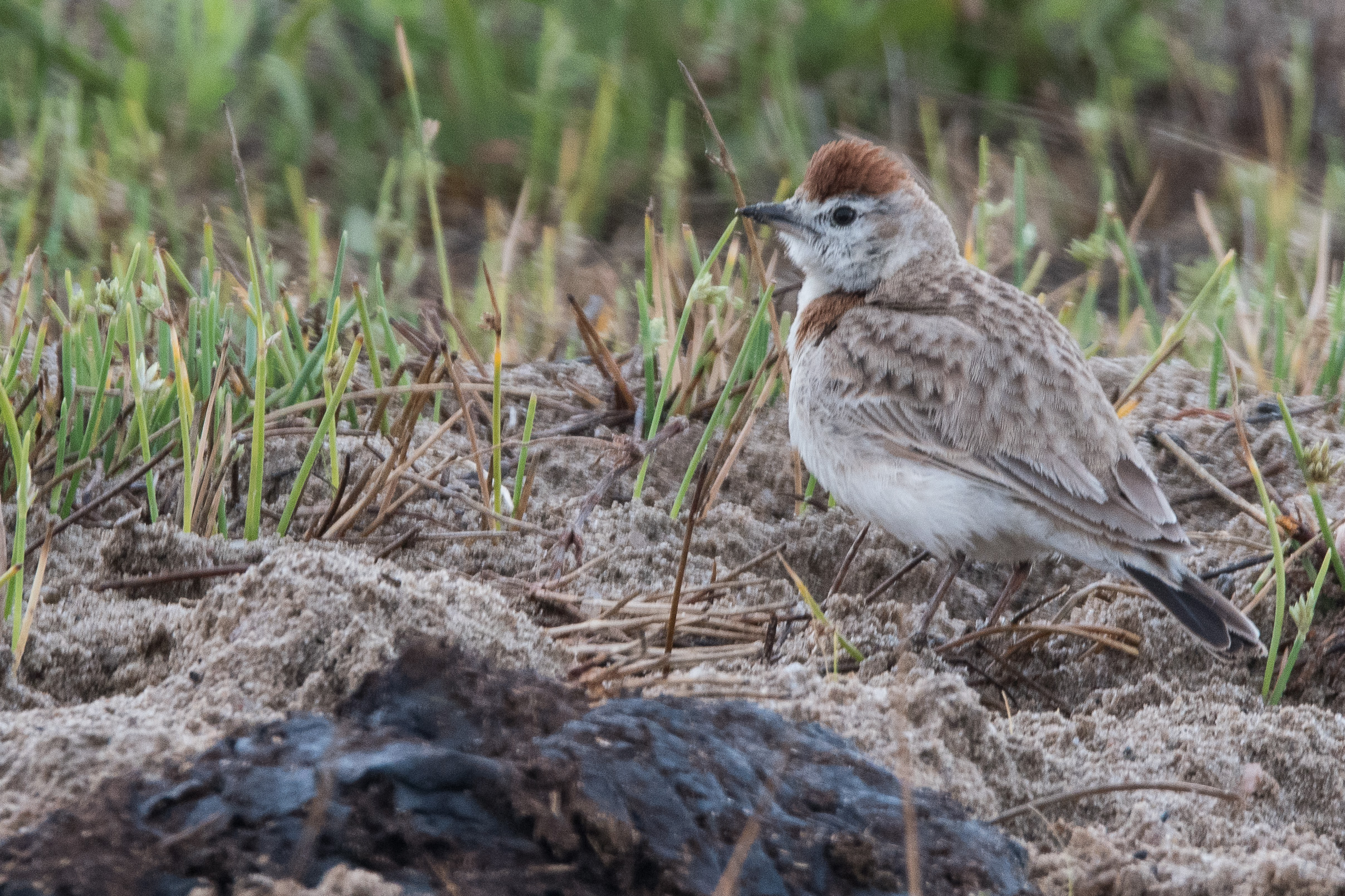 Alouette cendrille adulte (Red-capped lark, Calandrella cinerea), Vallée de la rivière Hoarusib, Parc National de la Côte des squelettes, Kunene, Namibie.